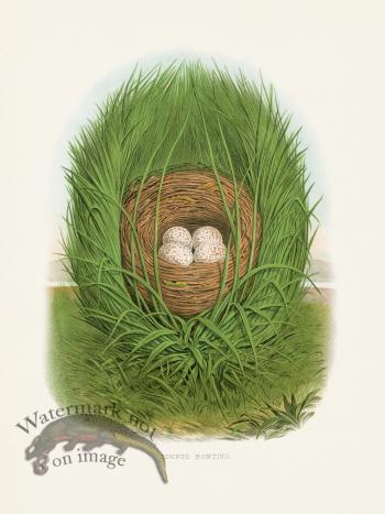 Thomas Gentry Bird 54